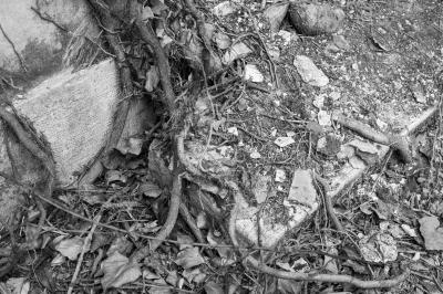 ISOLA DI POVEGLIA 15 04 2014 ARCHEOLOGIA INDUSTRIALE - OSPEDALE AL MARE