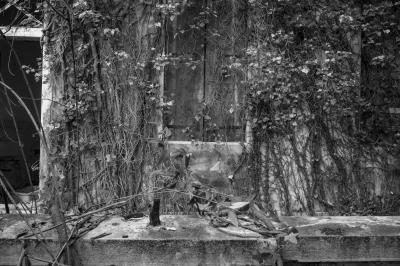 ISOLA DI POVEGLIA 15 04 2014 ARCHEOLOGIA INDUSTRIALE - OSPEDALE AL MARE