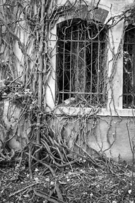 ISOLA DI POVEGLIA 15 04 2014 ARCHEOLOGIA INDUSTRIALE - OSPEDALE AL MARE