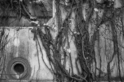 ISOLA DI POVEGLIA 15 04 2014 ARCHEOLOGIA INDUSTRIALE - OSPEDALE AL MARE